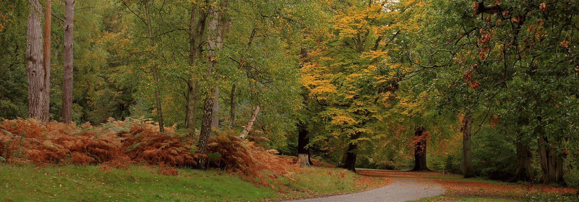 Park view during fall in Virginia